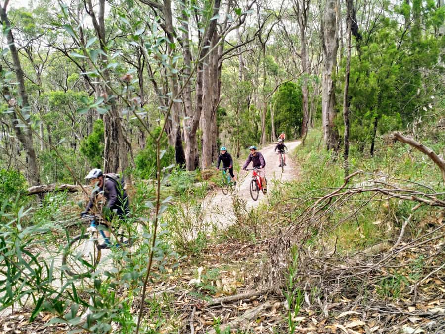 Mount Lofty Downhill Bike Tour & Cleland Wildlife Park Visit - Pacing and group size: how this stays friendly for beginners