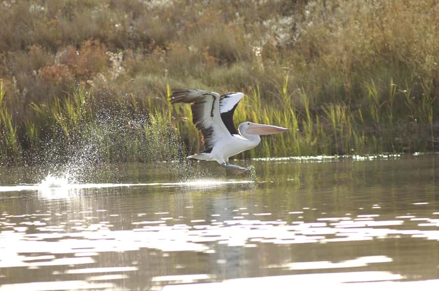 Murray River Highlights and Luncheon Cruise - Boarding the Proud Mary: what the cruise setup is really like