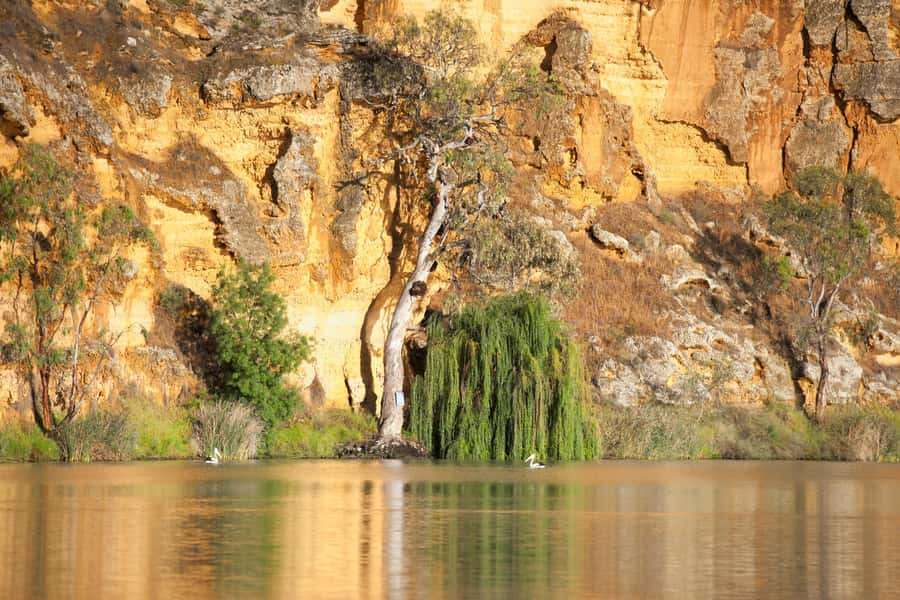 Murray River Highlights and Luncheon Cruise - Adelaide to the Murray: the coach ride that sets the tone