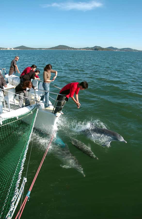 Nelson Bay: Dolphin Watch Cruise and Sail - Key things to know before you book