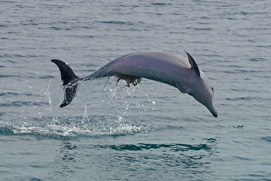 Nelson Bay: Dolphin Watch Cruise and Sail - Nelson Bay in the right season for bottlenose dolphins