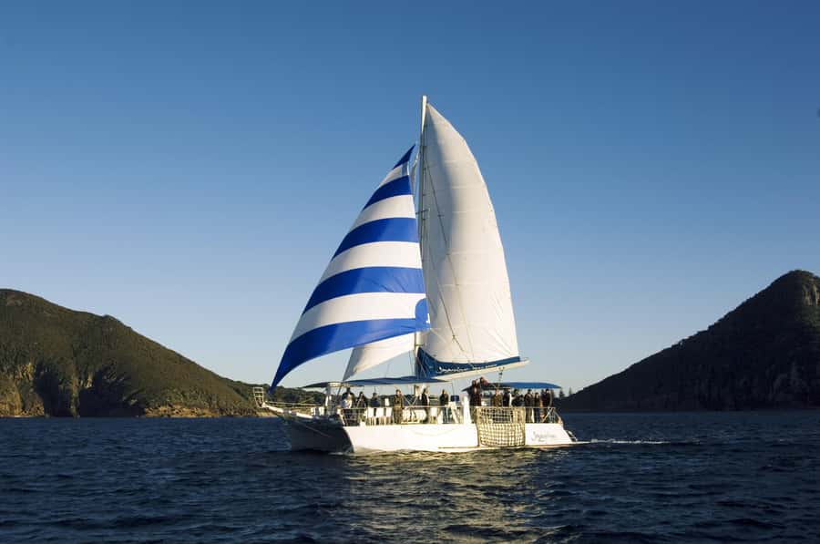 Nelson Bay: Dolphin Watch Cruise and Sail - Dolphin Guarantee and 99% sighting success: how it changes the odds
