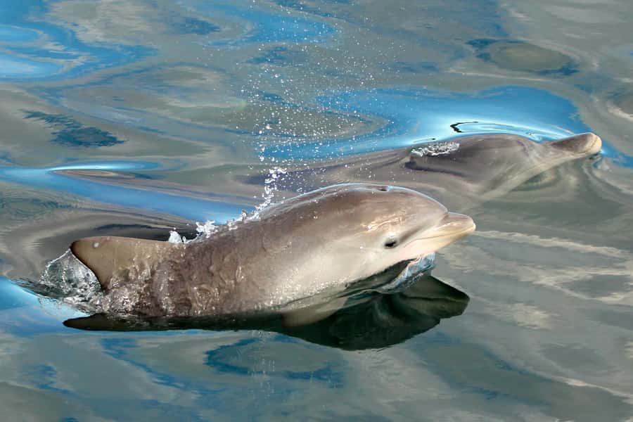 Nelson Bay: Dolphin Watch Cruise and Sail - Drinks, snacks, and keeping it simple onboard