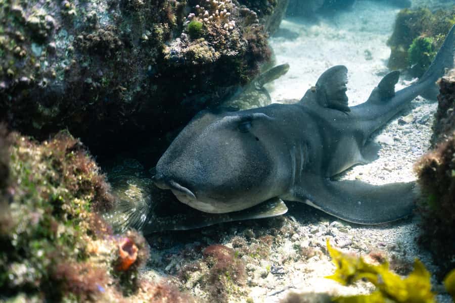 Nelson Bay: Marine Discovery Cruise with Snorkeling - The swimming requirement, and how to feel confident before you enter