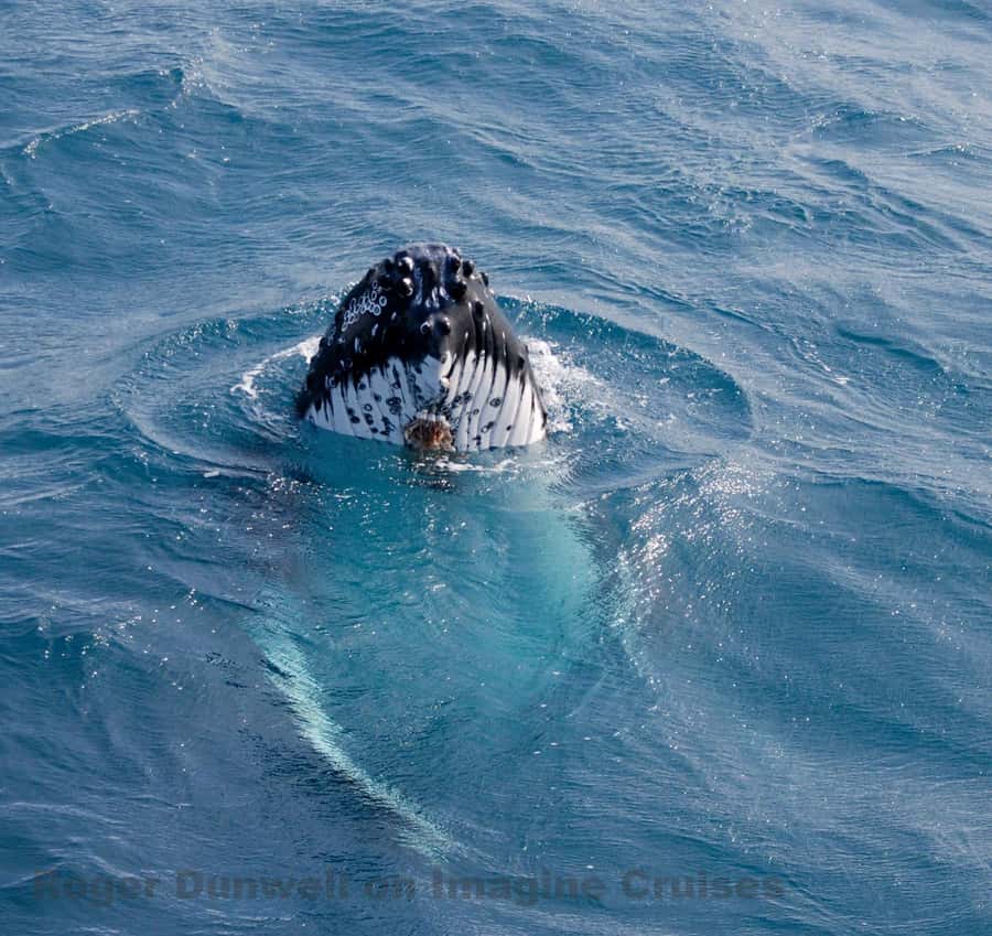 Nelson Bay: Whale and Dolphin Watching Catamaran Cruise - Key Takeaways Before You Go