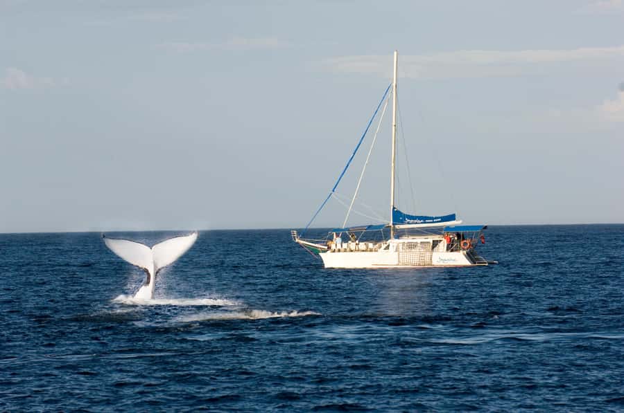 Nelson Bay: Whale and Dolphin Watching Catamaran Cruise - Setting Sail From dAlbora Nelson Bay, Dock C
