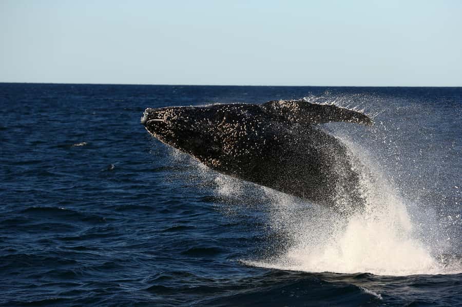 Nelson Bay: Whale and Dolphin Watching Catamaran Cruise - The Whale Chances: Migration Season, Breaches, and Those Classic Moments