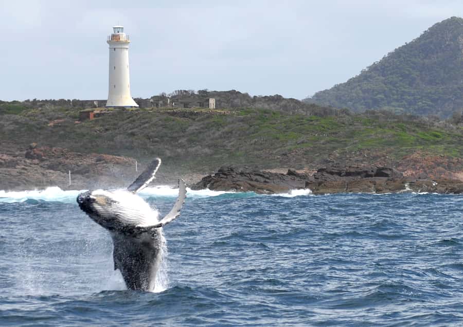 Nelson Bay: Whale and Dolphin Watching Catamaran Cruise - FAQ