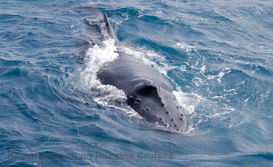 Nelson Bay: Whale and Dolphin Watching Catamaran Cruise - What 3 Hours on a Catamaran Gives You (and Why It’s Good Value)