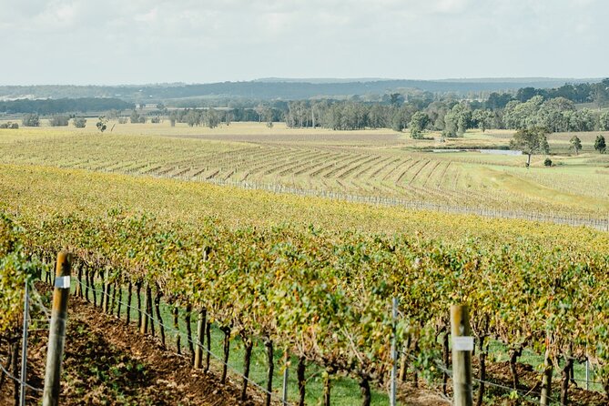 Newcastle: Boutique Hunter Valley Wine Tour - Lunch at The Farm - 4 Pines: a scenic break, paid separately