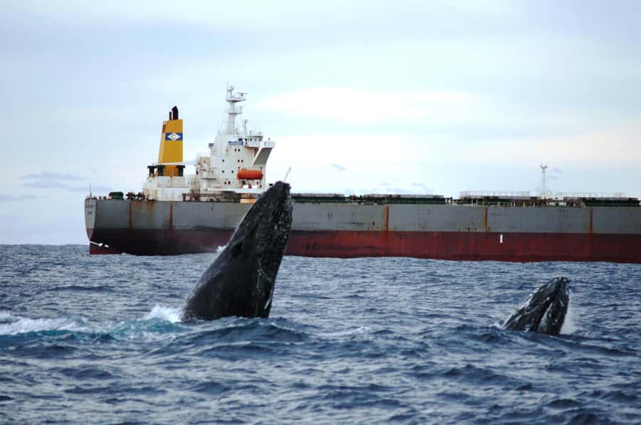 Newcastle: Humpback Whale Watching Cruise and Harbor Tour - Quick Hits Before You Go