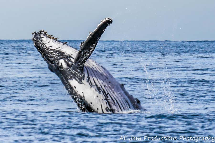 Newcastle: Humpback Whale Watching Cruise and Harbor Tour - A 16-Meter Catamaran With Indoor Comfort and Outdoor Views