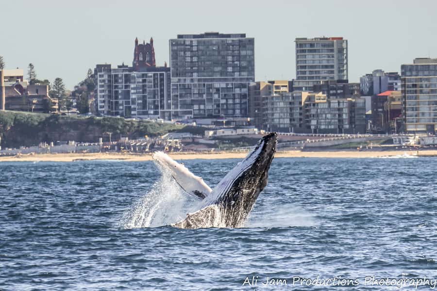 Newcastle: Humpback Whale Watching Cruise and Harbor Tour - Harbor and Outer Beach Tour: Why the Time Feels Worth It