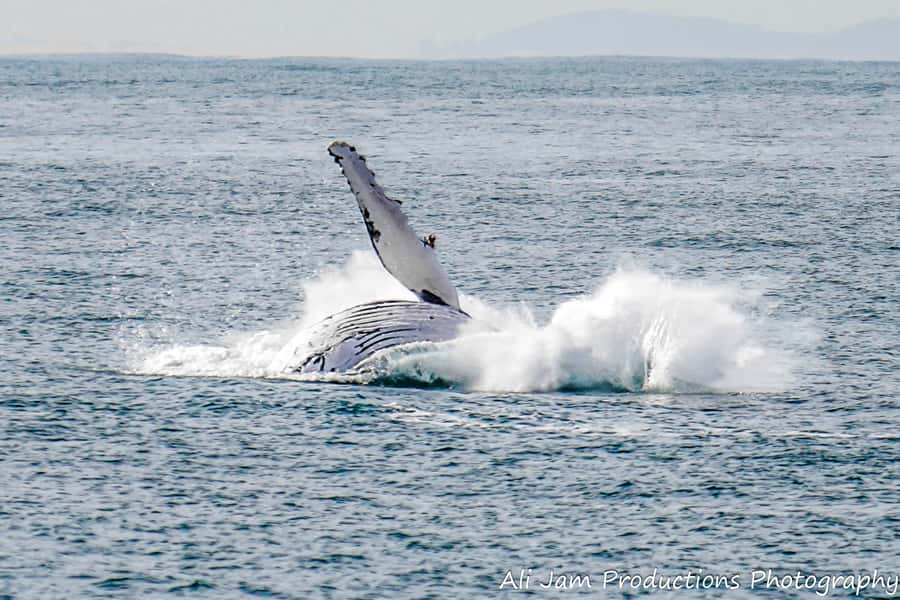 Newcastle: Humpback Whale Watching Cruise and Harbor Tour - How the Guide Commentary and Fact Sheets Make Spotting Easier