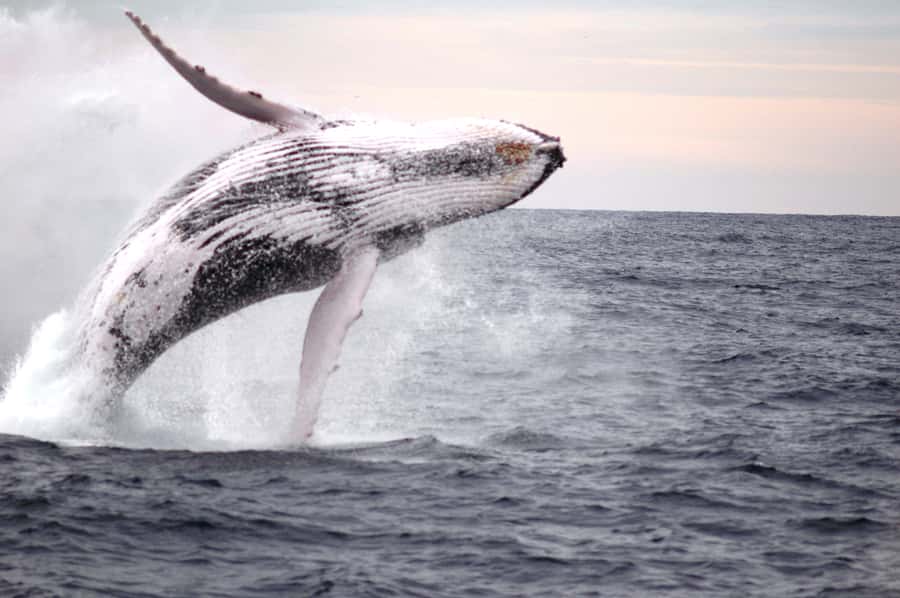 Newcastle: Humpback Whale Watching Cruise and Harbor Tour - Final Call: Should You Book This Newcastle Whale Cruise?