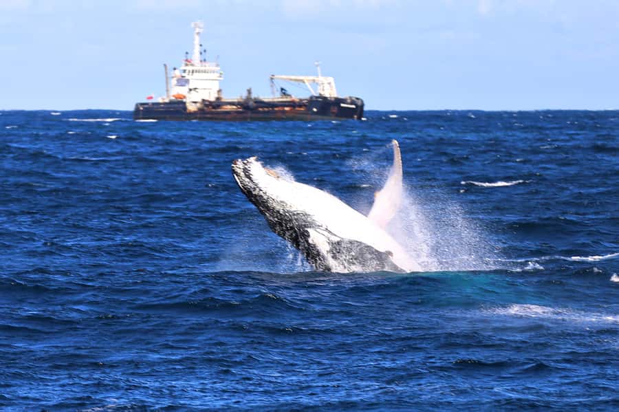 Newcastle: Humpback Whale Watching Cruise and Harbor Tour - Humpback Whale Migration: What You’re Really Paying For