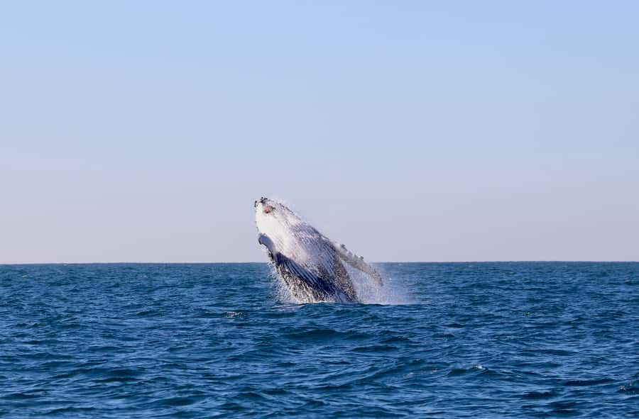 Newcastle: Small Group Humpback Whale Encounter Tour - A small eco boat with real focus on close viewing
