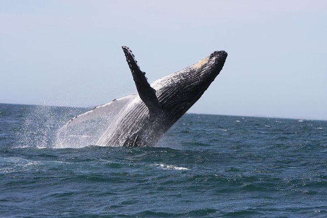 Newcastle Whale Watching Cruise - Key Highlights You Should Know Before You Go