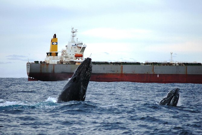 Newcastle Whale Watching Cruise - Onboard Food, Tea, Snacks, and the Pace You’ll Actually Feel