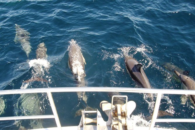 Newcastle Whale Watching Cruise - Leaving Honeysuckle Marina: Your Best Shot at Early Spouts