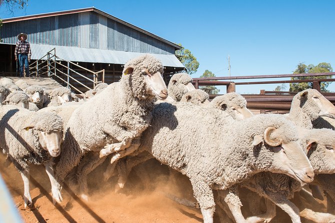 Nogo Station Experience - Open-top double-decker safari: the outback plains and wildlife spotting