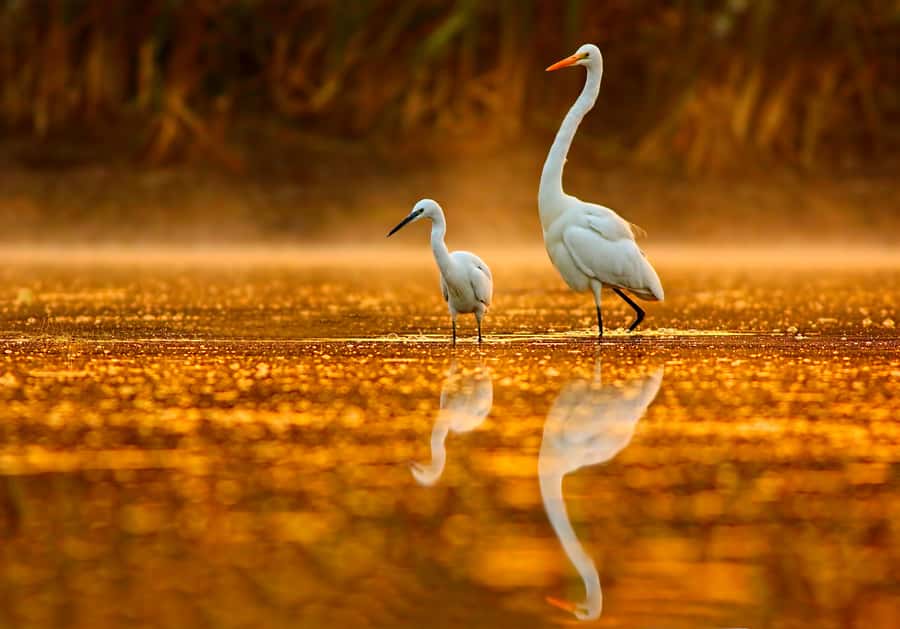 Noosa: Afternoon Cruise through the Noosa Everglades - River of mirrors in the Noosa Everglades