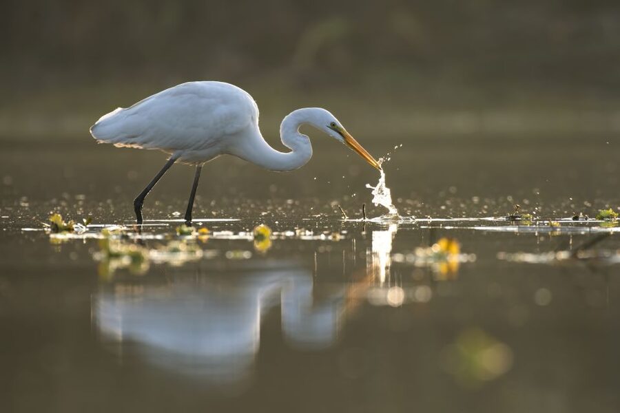 Noosa: Afternoon Cruise through the Noosa Everglades - The scenery: photos, reflections, and what makes it look unreal