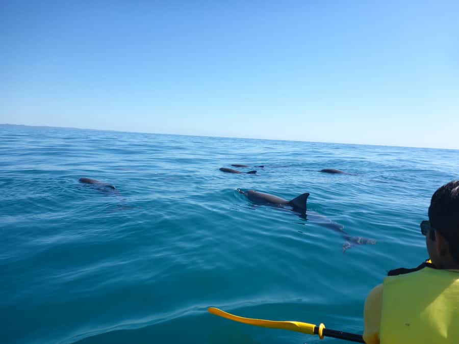 Noosa: Epic Ocean Kayak with Dolphins & 4WD Beach Adventure - Key things to know before you go