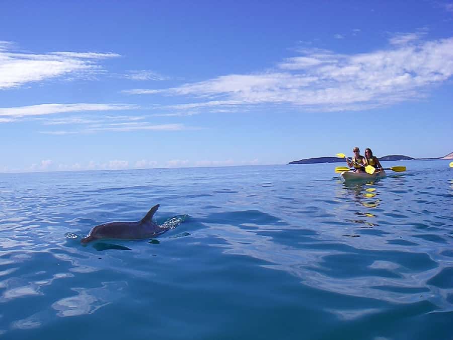 Noosa: Epic Ocean Kayak with Dolphins & 4WD Beach Adventure - Price and value at about $118 per person