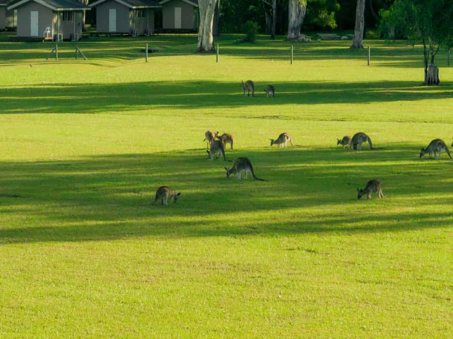 Noosa: Everglades Explorer Cruise - Harry’s Hut Stop: Photos, A Historic Flavor, And A Chance To Swim
