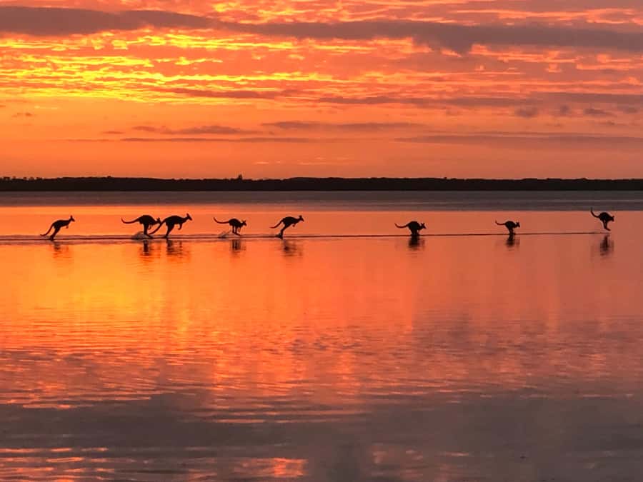 Noosa: Everglades Explorer Cruise - Price And Value: Is $116 A Good Deal For What You Get?