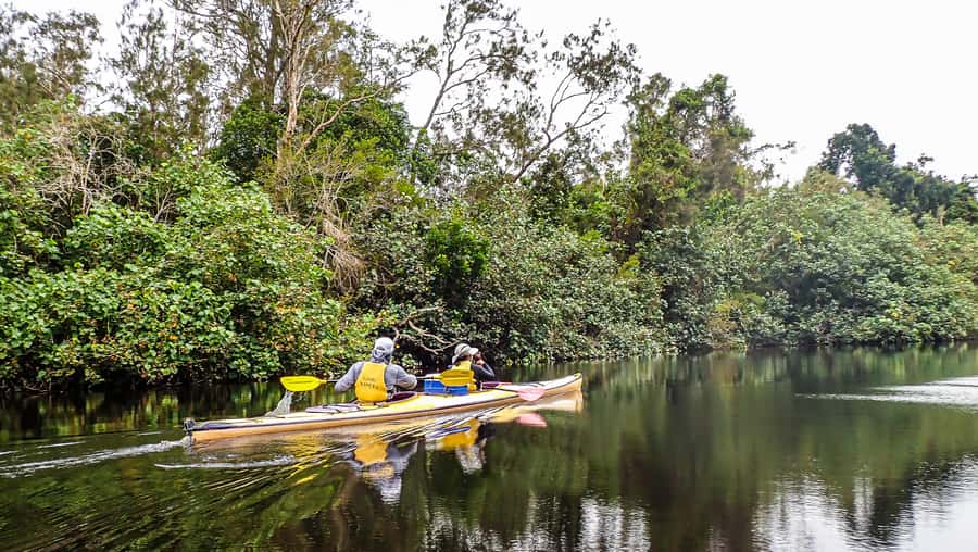 Noosa Everglades: Truly Sustainable Guided KAYAK Tour - Your launch day in Boreen Point, and why timing matters