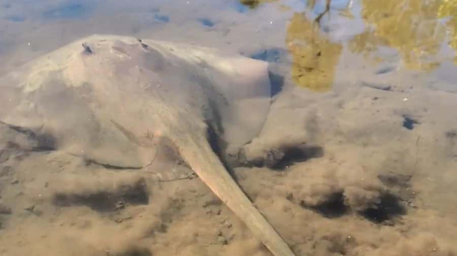 Noosa Heads: Hidden Waterways Wildlife Kayak (Self-Guided) - The 2-Hour Format: How Self-Guided Really Works Here