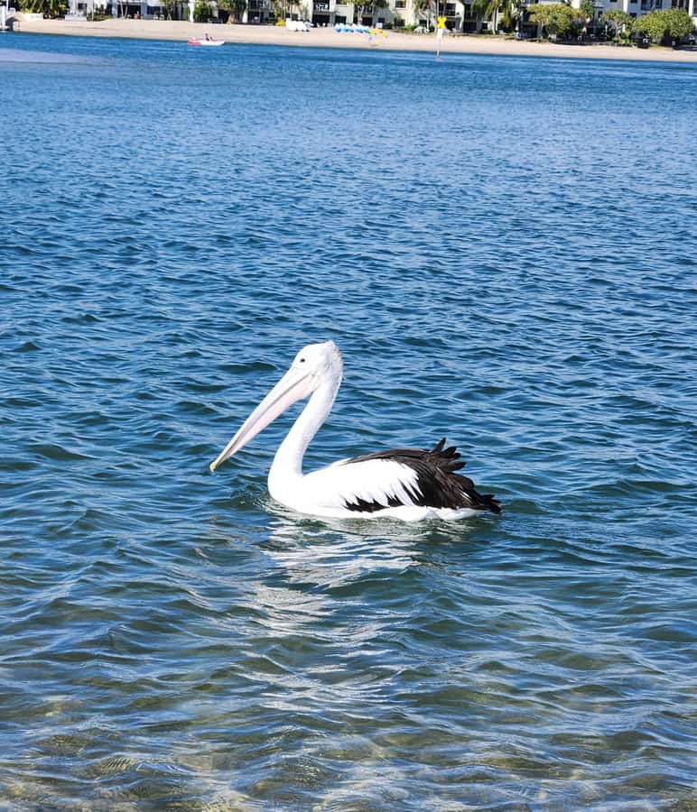 Noosa Heads: Hidden Waterways Wildlife Kayak (Self-Guided) - Wildlife Watching That Actually Feels Specific: Birds and Stingrays