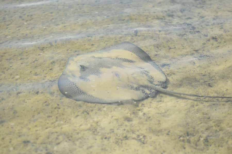 Noosa Heads: Hidden Waterways Wildlife Kayak (Self-Guided) - Best Fit: Who Should Choose This Noosa Kayak Experience