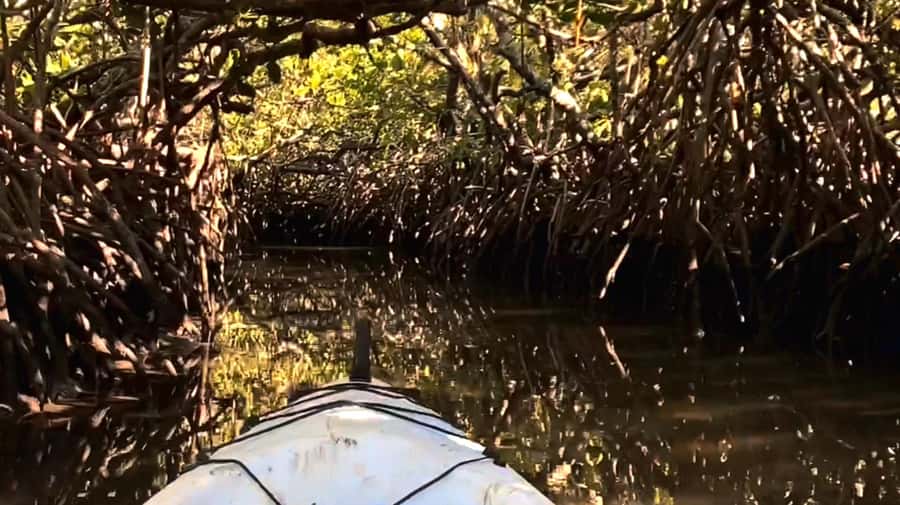 Noosa Heads: Hidden Waterways Wildlife Kayak (Self-Guided) - Entering the Water at Weyba Esplanade, and Why Your Arrival Time Matters