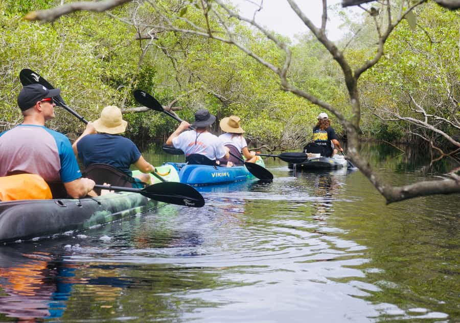 Noosa: Noosa Everglades and Stingray Sanctuary Kayak Tour - Price and value: what $105 buys you in the real world