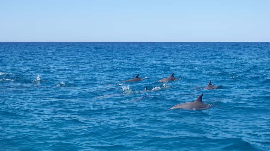 Noosa: Noosa Ocean Adventure with Dolphin Watching - Key highlights you’ll actually notice