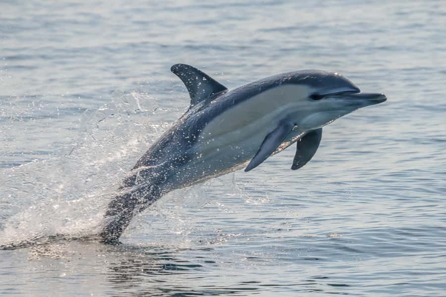 Noosa: Noosa Ocean Adventure with Dolphin Watching - Dolphins at Boiling Pot and Dolphin Point: how to get the best spotting moments