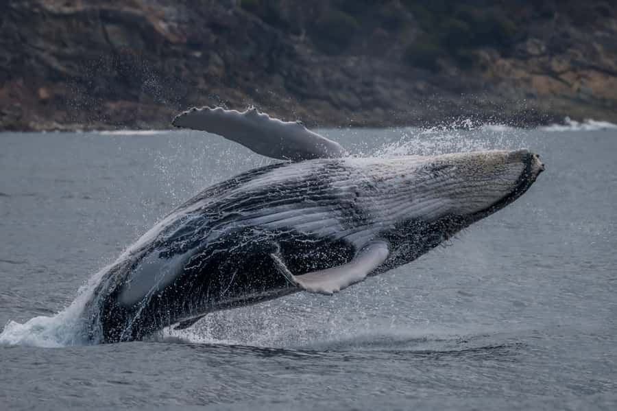 Noosa: Noosa Ocean Adventure with Dolphin Watching - Humpback whales in season: the bonus when the giants show up