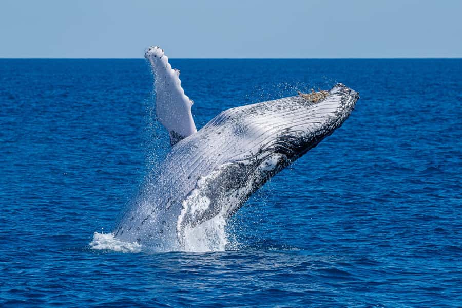 Noosa; Noosa Ocean Adventures - Whale Watching - Whale Migration Off Noosa, in a Max 12 Passenger Boat