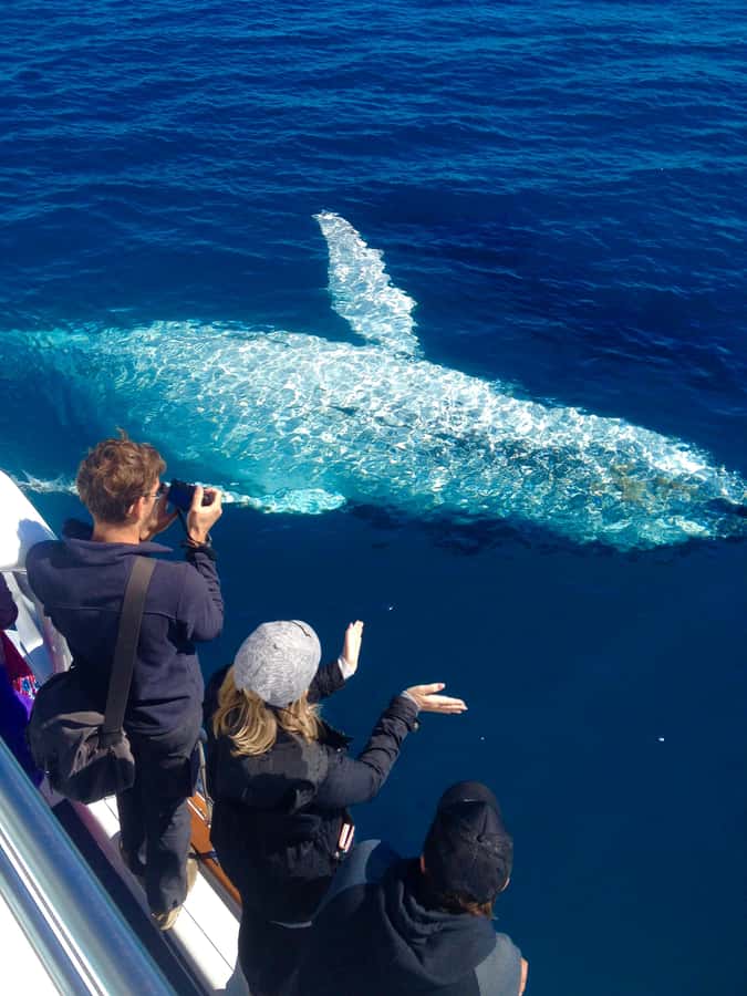 Noosa; Noosa Ocean Adventures - Whale Watching - The 2-Hour Cruise Flow, From Noosaville Brief to Whale Watching
