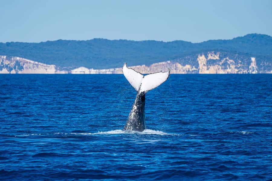 Noosa; Noosa Ocean Adventures - Whale Watching - The Noosa Coastline From Water, Including Noosa National Park Views