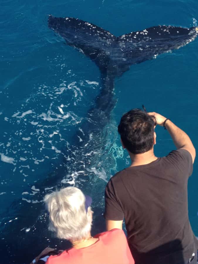 Noosa; Noosa Ocean Adventures - Whale Watching - What You Really Get: Dolphins, Turtles, and a Skipper Who Calls the Action