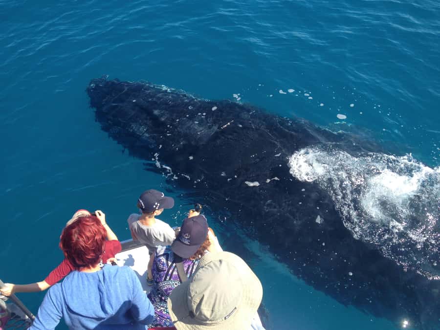 Noosa; Noosa Ocean Adventures - Whale Watching - What to Bring (and What to Skip) for a Smooth Day