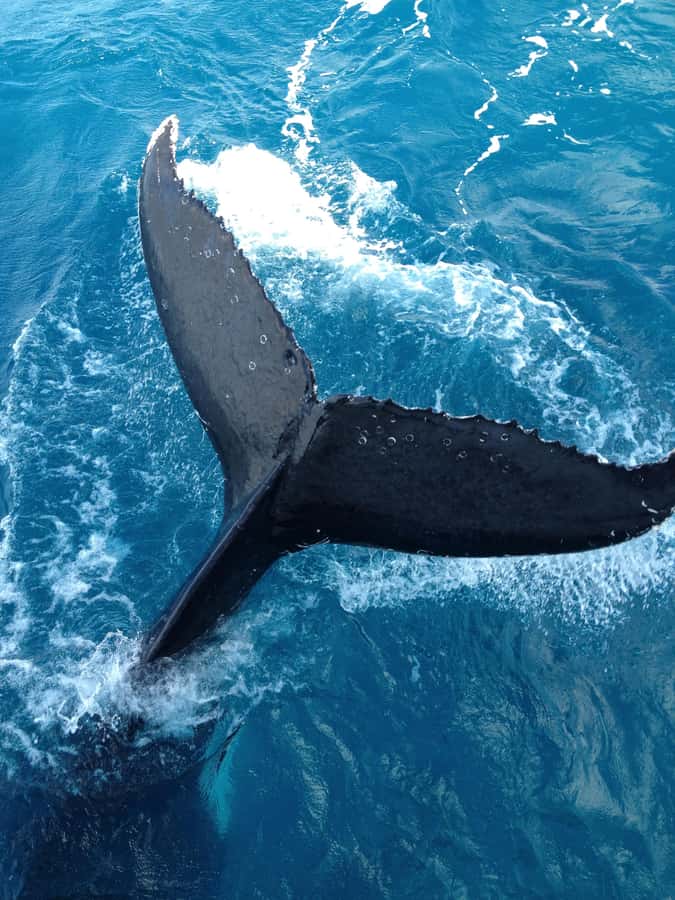 Noosa; Noosa Ocean Adventures - Whale Watching - Getting There: Noosa Boat House Meeting Point and a Real Safety Brief