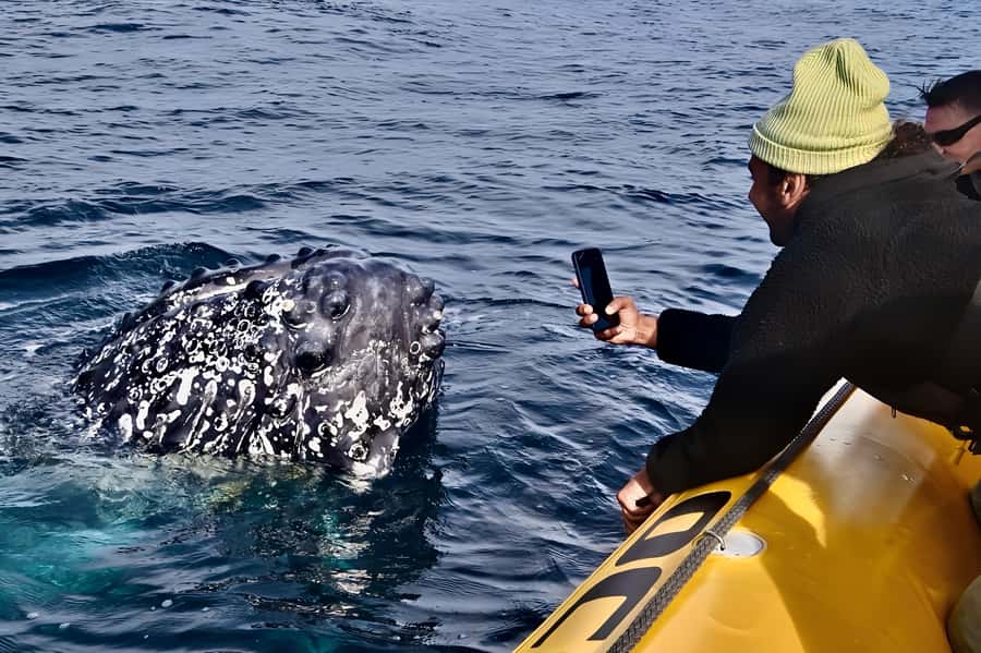 Noosa: Noosa Whale Watching Tour - Key things that make this tour special