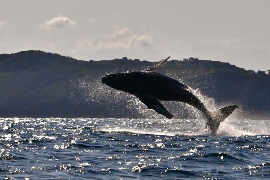 Noosa: Noosa Whale Watching Tour - From Noosa Marina Out to Humpbacks: How the 2-Hour Cruise Works