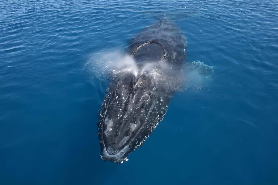 Noosa: Noosa Whale Watching Tour - Out into the ocean: the hunt for humpback whales near the headland