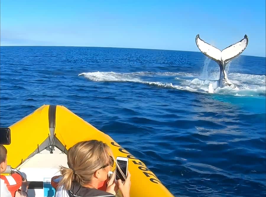 Noosa: Noosa Whale Watching Tour - When whales are near: what you might actually see